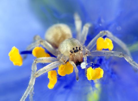 A Yellow Sac Spider (Cheiracanthium Inclusum) on the inside of a purple flower.