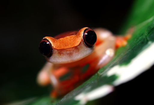 A macro shot of a clown tree frog (Dendropsophus Leucophyllatus) on a leaf. These tiny little frogs inhabit areas around bodies of water in the Amazon Basin, from Peru east through Brazil and the surrounding countries.