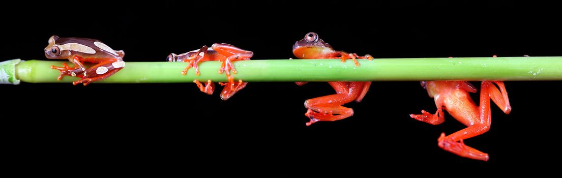 A group of four clown tree frogs (Dendropsophus Leucophyllatus) gathering on a plant stem. These tiny little frogs inhabit areas around bodies of water in the Amazon Basin, from Peru east through Brazil and the surrounding countries. 