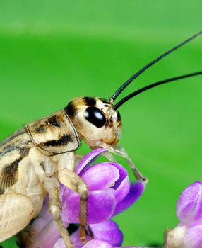 A macro shot of a cricket (Acheta Domestica) eating a tiny flower. Shot was taken with a canon 65mm macro lens.