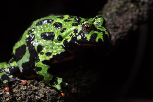 A macro shot of a Fire-Bellied Toad (Bombina Orientalis). These toads inhabit northeastern China as well as Korea. 