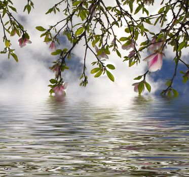 flowering tree reflected in water