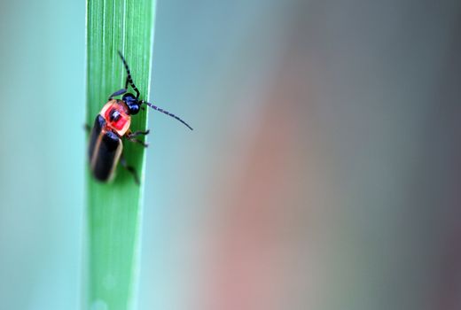 A macro shot of a firefly (photinus lucicrescens) on a leaf. 