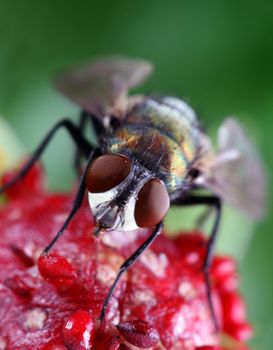 A macro shot of a fly on a wild strawberry. Shot taken with a 100mm macro lens and extension tubes.