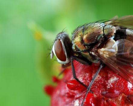 A macro shot of a fly on a wild strawberry. Shot taken with a 100mm macro lens and extension tubes.