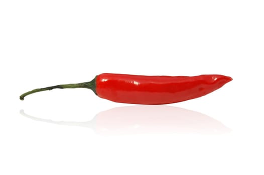 Red hot chili with clipping path