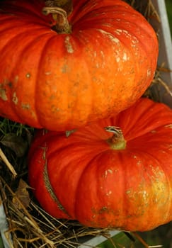 Two pumpkins in a cart on a green background