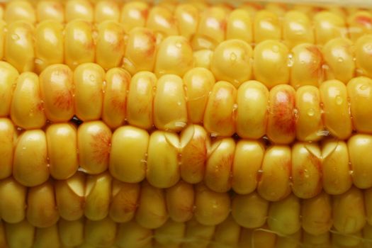 Corn close-up