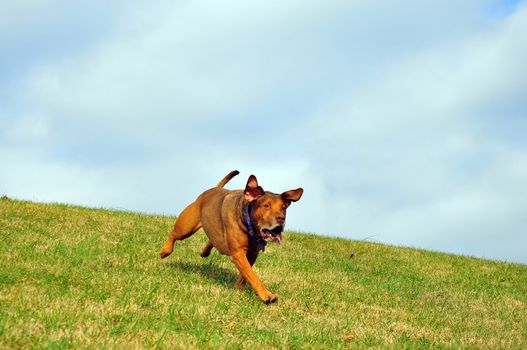 A dog, on a hill, running as fast as he can.