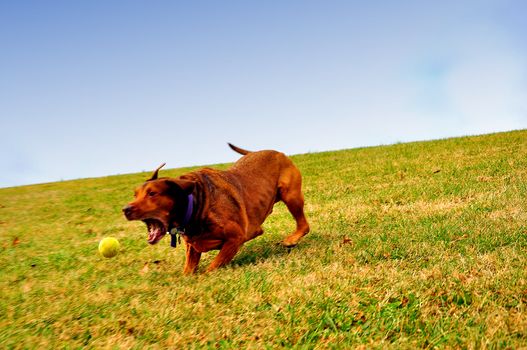 A dog, on a hill, chasing his tennis ball.