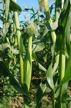 Fresh corn plant growing on a farm