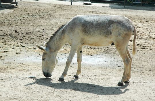 Little donkey feeding on earth