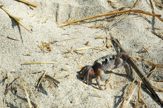 Crab on a sandy beach