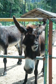 Close up of donkey head