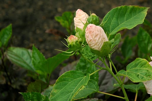 Three pink flower bud with green leaves