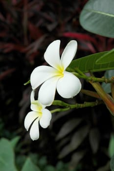 White flowers in the wild