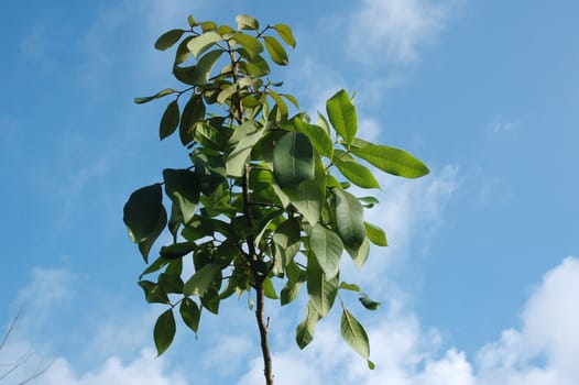 Fresh green plant against clear blue sky