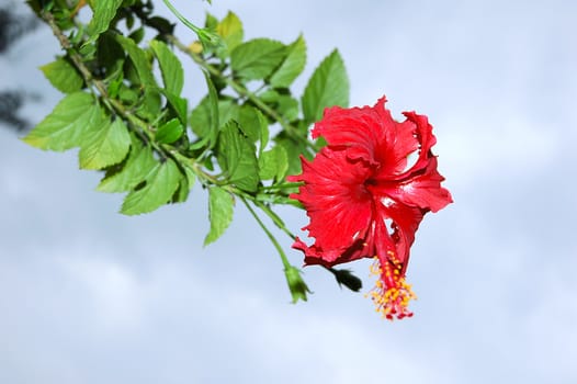 Red full blossom Malvaceae hibiscus flower on a summer day