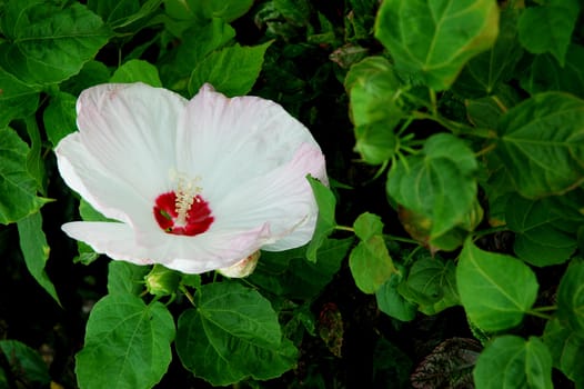 Light pink full blossom Malvaceae hibiscus flower with leaves