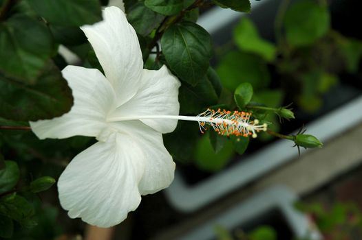 White full blossom Malvaceae hibiscus flower with leaves