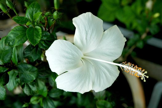 White full blossom Malvaceae hibiscus flower with leaves