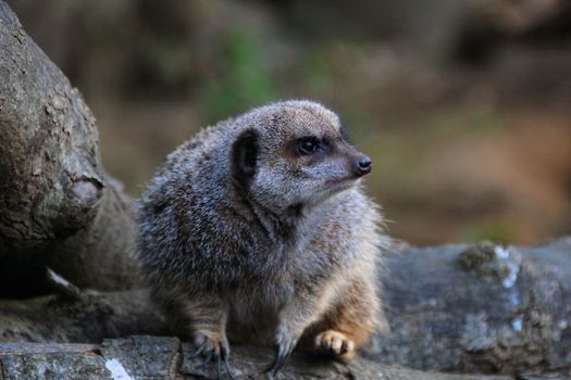 Meerkat