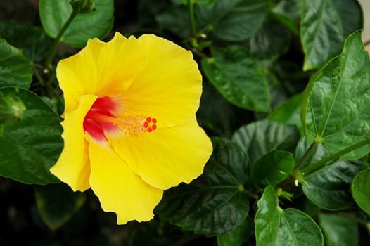 Yellow full blossom Malvaceae hibiscus flower with leaves
