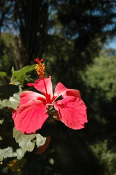 Red blooming Malvaceae Hibiscus Flower