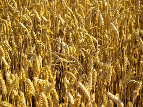 wheat field before harvest