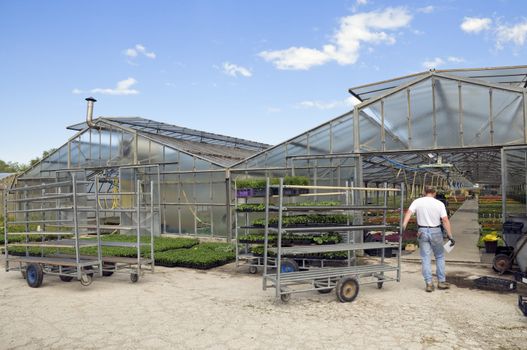 Man pulling a cart in a glasshouse to load plants