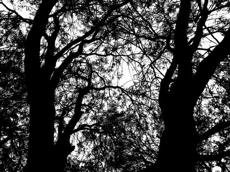 Black trees with many branches and leaves on a white baclground