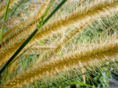 Closeup of a wild long grass