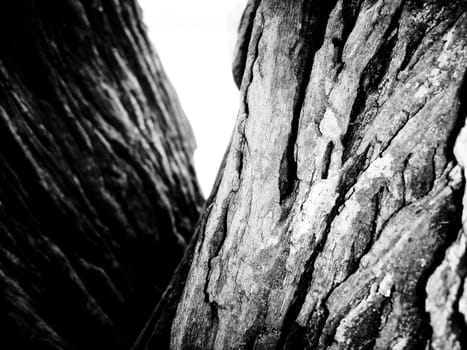 Bark of a tree in white and black