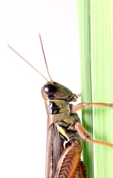 A macro shot of a grasshopper on a blade of grass against a solid black background.