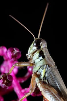 A macro shot of a grasshopper on a pink flowering plant against a solid black background.