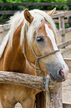 A pony horse portrait, half profile, vertical