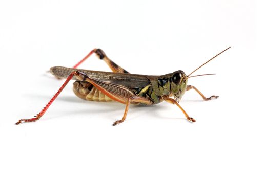 A macro studio shot of a grasshopper on a solid white background.