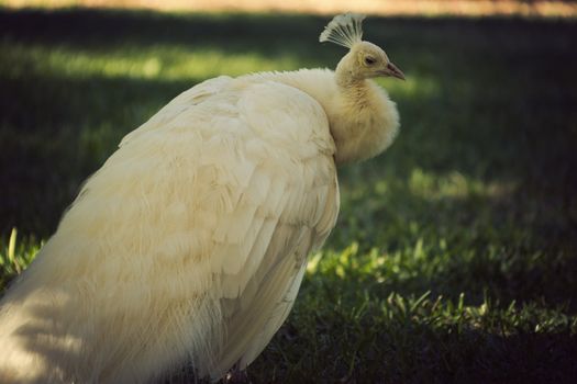 White Peacock in the park