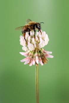 A macro shot of a Honey Bee (Apis mellifera) collecting pollen from a clover flower.