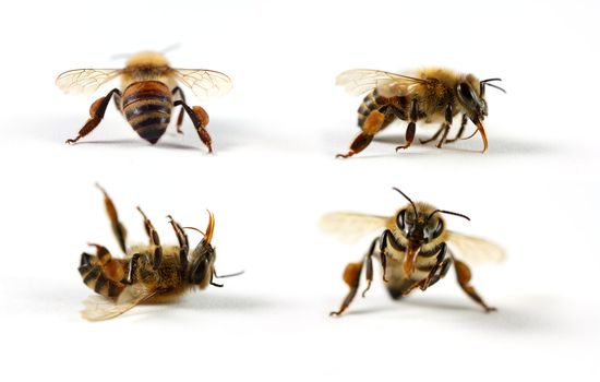 Four honey bees (Apis mellifera) each shot individually.