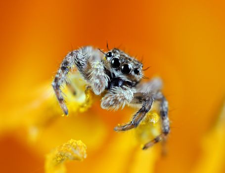 A macro shot of a jumping spider on the stamen of a yellow flower. This tiny little guys was less than a quarter inch long. Known for their eye patterns and jumping capabilities, jumping spiders have been known to jump 80 times their body length in distance.
