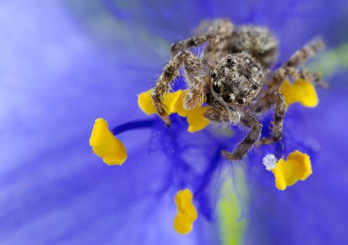 A macro shot of a jumping spider sitting inside a purple flower. Shot taken with a 100mm macro lens with extension tubes. This tiny little guy was less than a quarter inch long. Known for their eye patterns and jumping capabilities, jumping spiders have been known to jump 80 times their body length in distance.