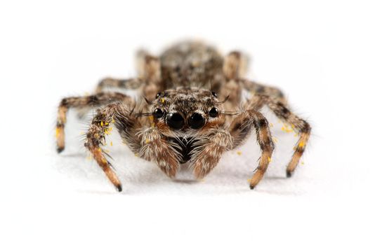 A macro shot of a jumping spider shot on a solid white background. This tiny little guy was less than a quarter inch long. Known for their eye patterns and jumping capabilities, jumping spiders have been known to jump 80 times their body length in distance.