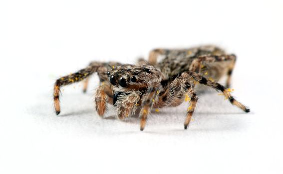 A macro shot of a jumping spider shot on a solid white background. This tiny little guy was less than a quarter inch long. Known for their eye patterns and jumping capabilities, jumping spiders have been known to jump 80 times their body length in distance.