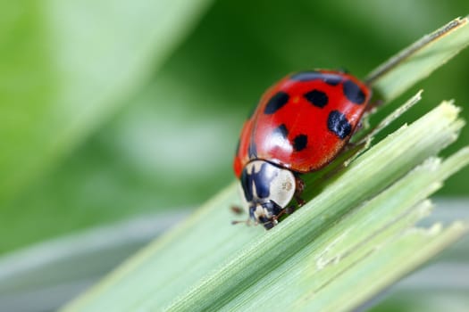 A macro shot of a ladybug on a blade of grass.