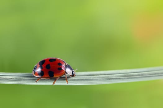 A macro shot of a ladybug on a blade of grass. Lots of room for copyspace.