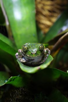 The green morph of the Big-eyed tree frog (Leptopelis vermiculatus) referred to as the Peacock tree frog. This frog inhabits the tropical rainforests in the African country of Tanzania. 