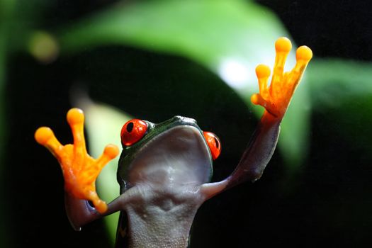 A Red-Eyed Tree Frog (Agalychnis callidryas) walking on glass with a tropical environment in the background.