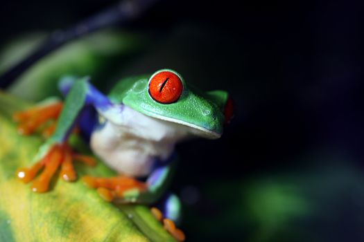 A Red-Eyed Tree Frog (Agalychnis callidryas) in its natural environment.