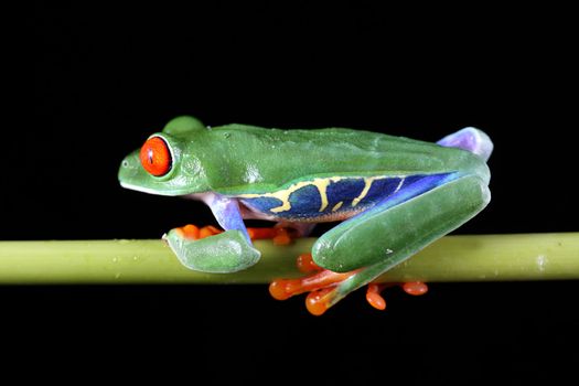 A macro shot of a Red-Eyed Tree Frog (Agalychnis callidryas) sitting along a vine against a solid black background.
